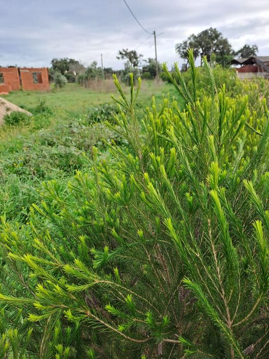 Quinta em Vale Seco  com projecto aprovado