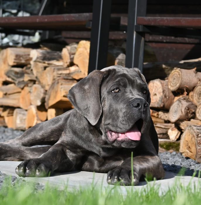 Cane Corso Italiano - ZkwP/FCI piękny szaro pregowany  samiec