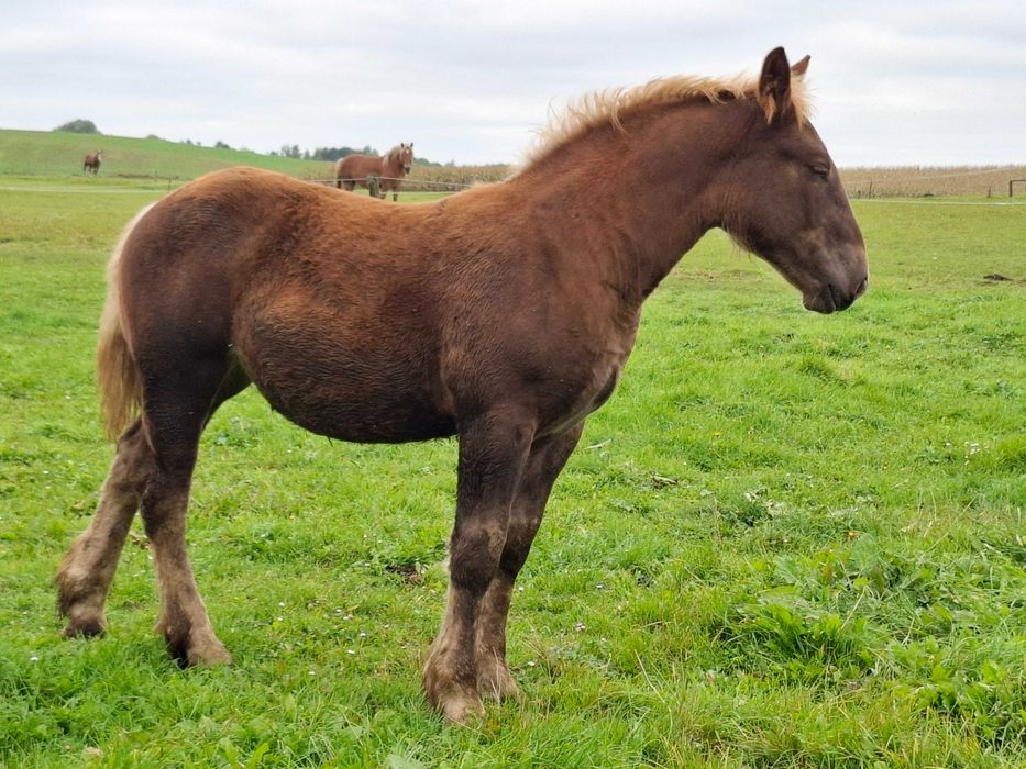 Sprzedam źrebaki programowe, sztumskie z obustronnym pochodzeniem