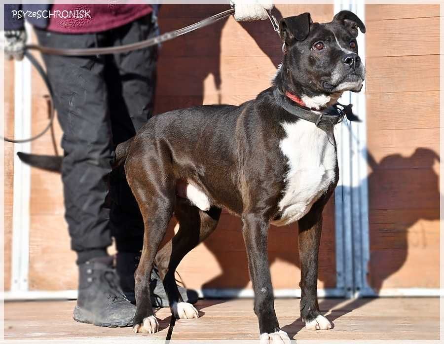 Zorek – oszukać przeznaczenie i jeszcze znaleźć dom