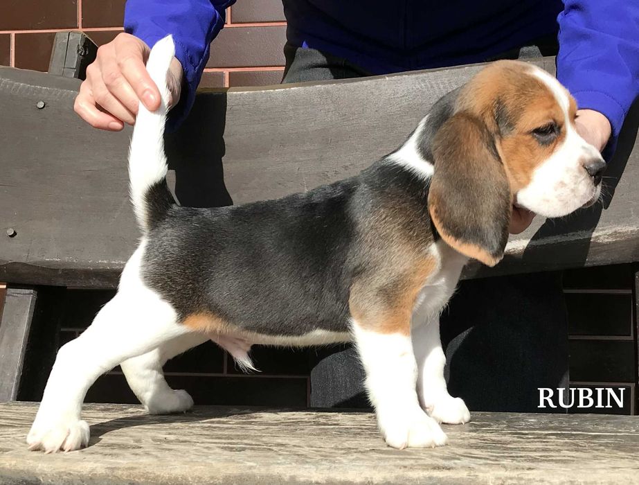 Beagle / Bigle - szczenię rodowodowe ZKwP / FCI
