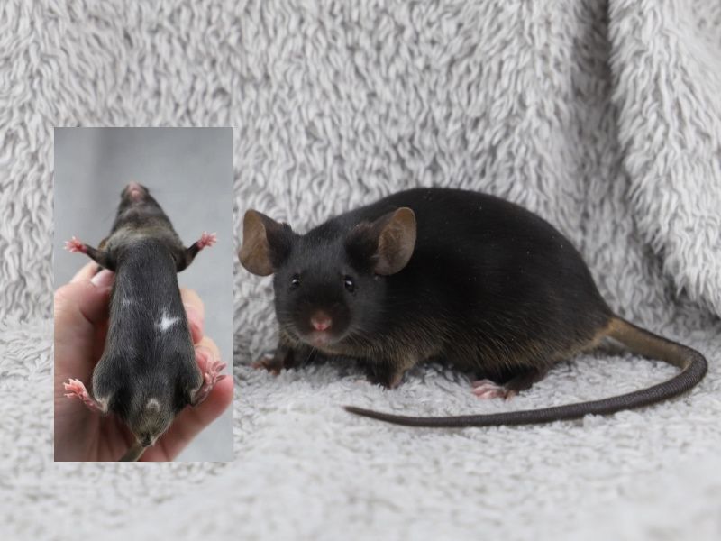 Mysz rasowa, mysz, myszy rasowe, mysz domowa, mysz z rodowodem, myszka