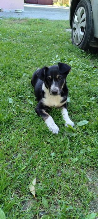 В хорошие  руки,Метис  Бордер Колли и Хаски. Осталась одна девочка. Мама Бордер с родословной, папа подлец, но красивый хаски.