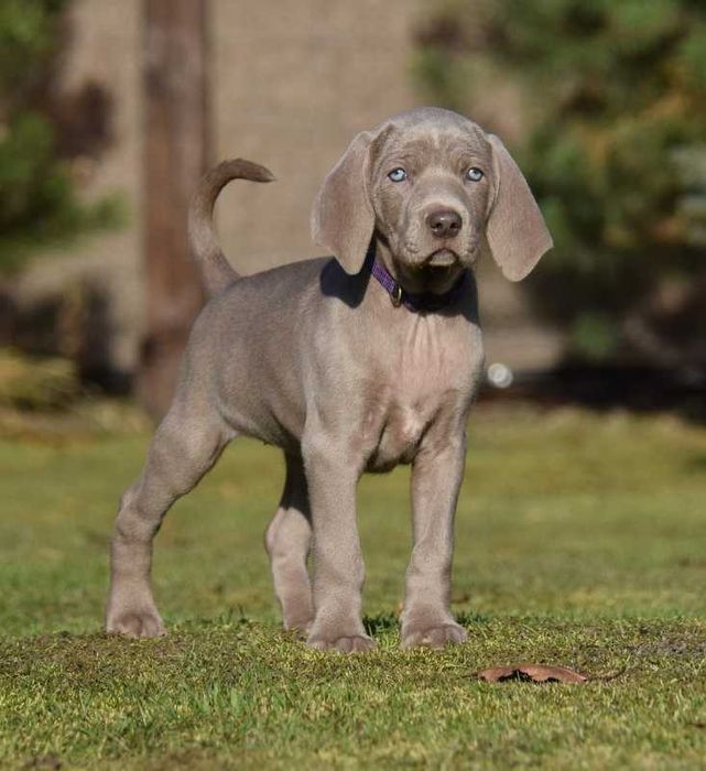 wyżeł weimarski szczenię -suka