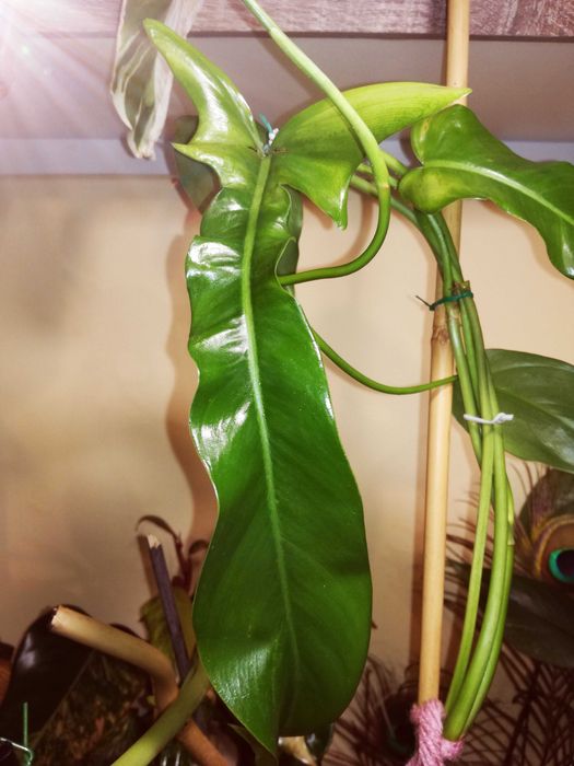 Philodendron Jerry Horne RZADKOŚĆ Filodendron Monstera kolekcjonerski