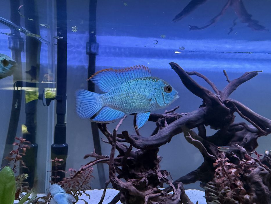 Acara Eletric Blue (3 meses) - Gondomar
