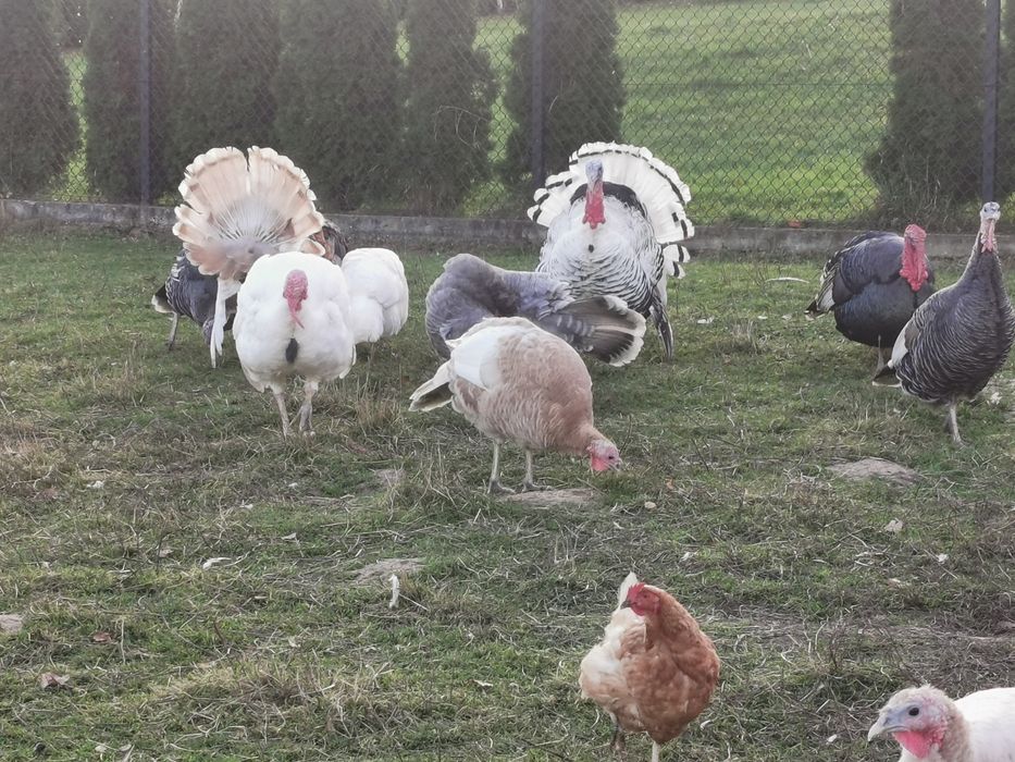 Sprzedam Indyki, Gęsi.