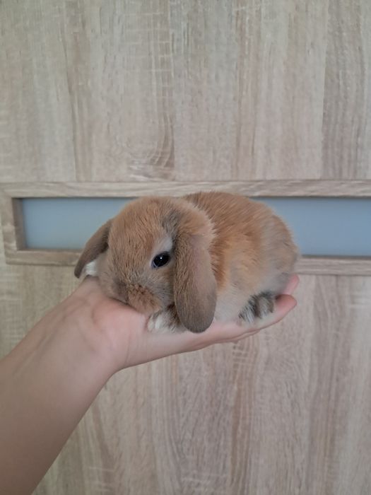Karzełki baranki mini lopy