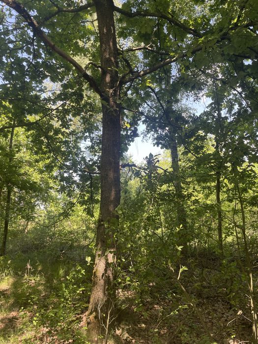 Działka leśno rolna 3.5ha - Widok 2