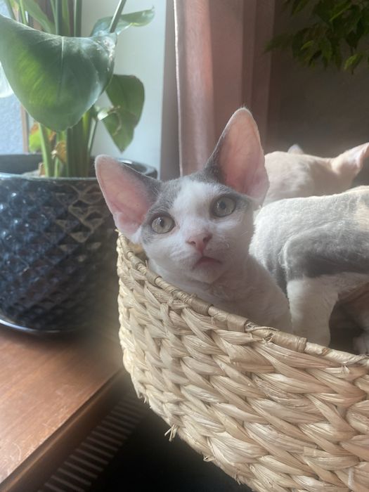 Kocurek Devon Rex
