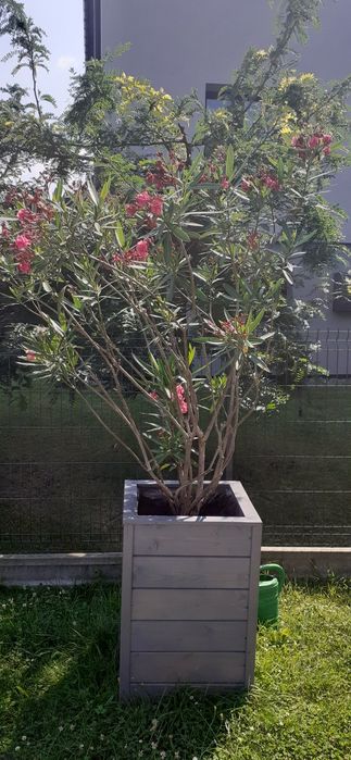 Sprzedam oleander 3sztuki