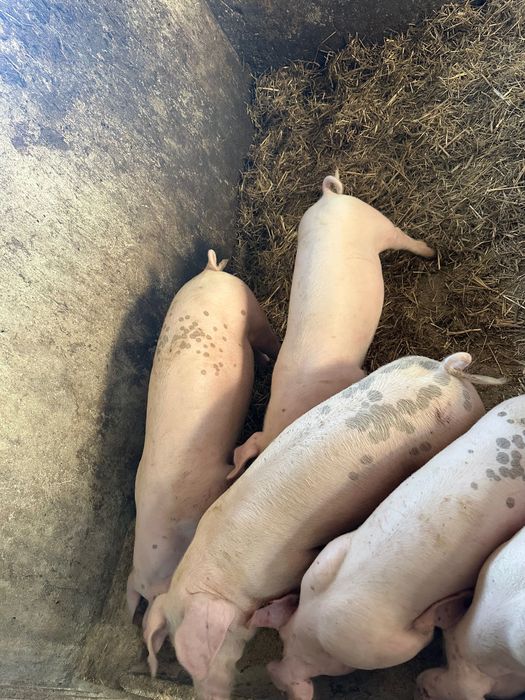 Prosiaki warchlaki Świnie
