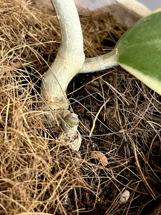 Hoya Kerri variegata