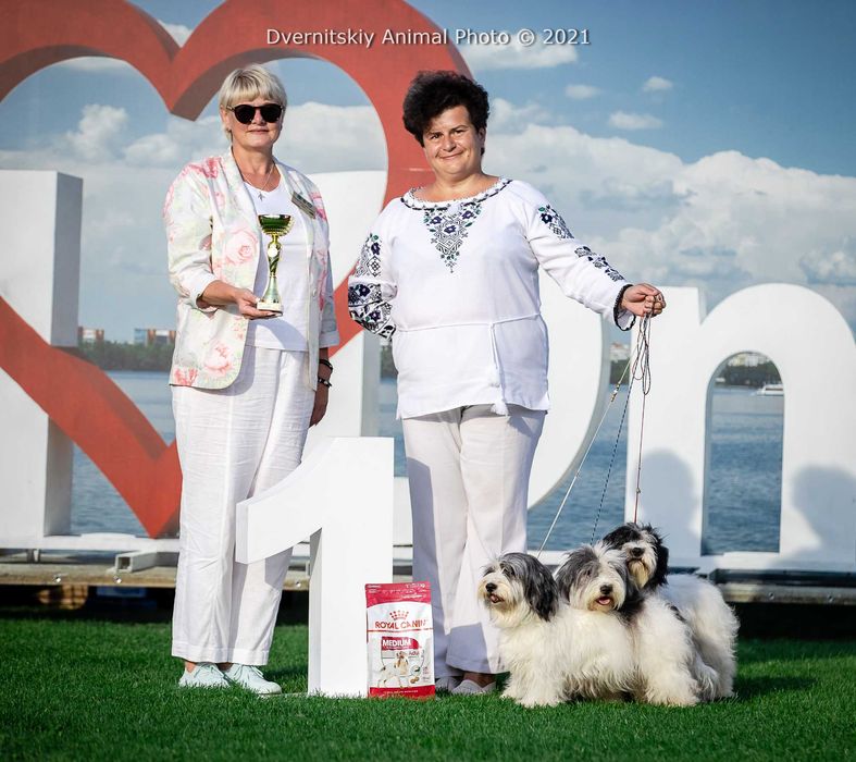 Український одіс Цуценята від Чемпіонів та Топ-собак. НЕ КСУ