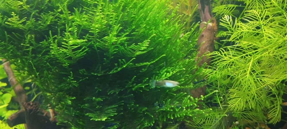 Mech do akwarium - erect Moss.