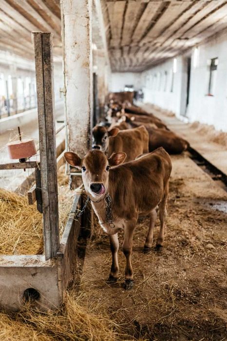 Телята, телиці, нетелі джерсейської породи