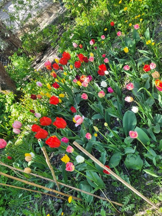 Цибулини  тюльпанів  від 2грн до7грн