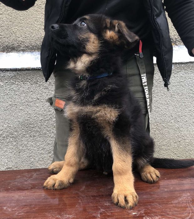 Цуценята німецької вівчарки КСУ