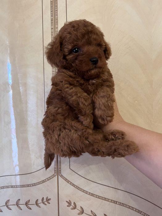 Той пудель для вязки