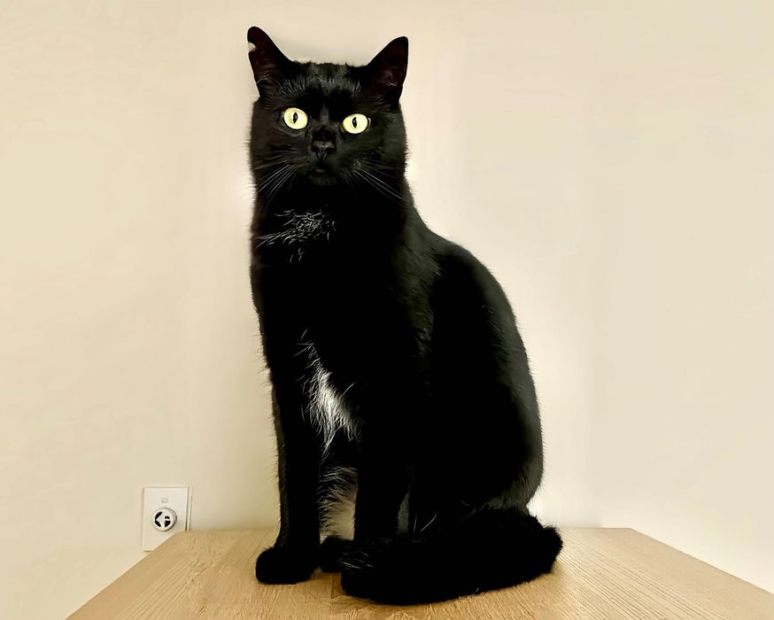 Марсела, витончена красуня, шукає свою родину!