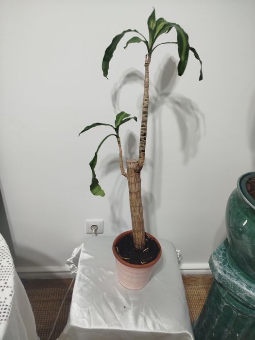 Planta do Brasil com vaso porcelana vidrado