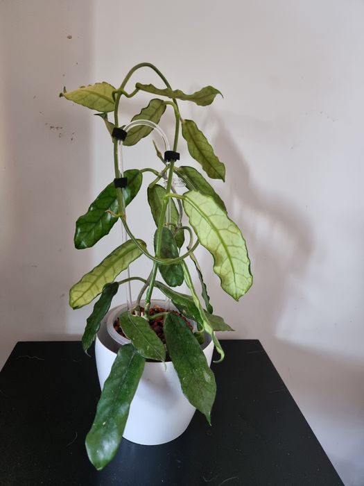 Hoya, hoya MOUNTAIN ZOO