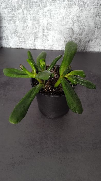 Красула хобіт овата вазон