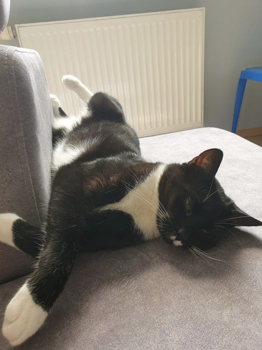 Oddam pięknego kotka