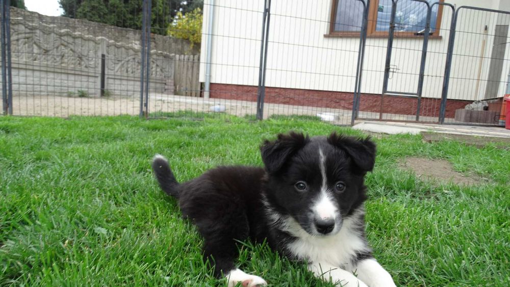 Border collie śliczna czarno biała suczka