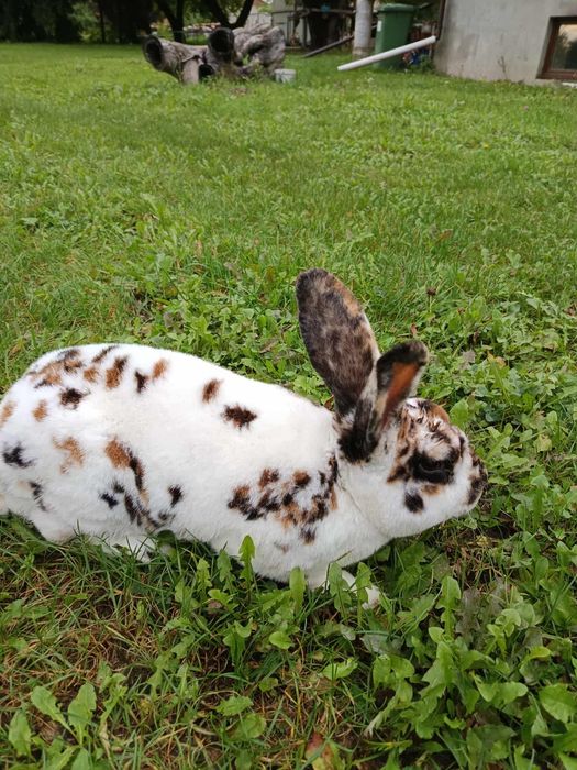 Króliki, rex trójbarwny