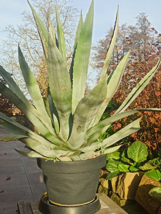 Agawa duża, wysokość z donicą 160 cm