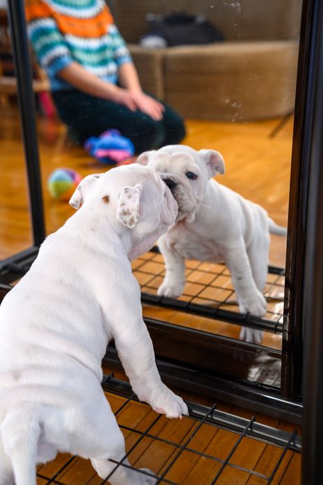 Чудові бульдожки