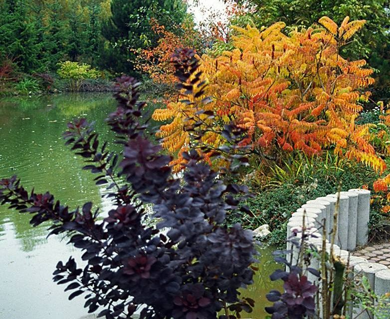 Сумах оленерогий (Rhus typhina) 1,0-3,5 м