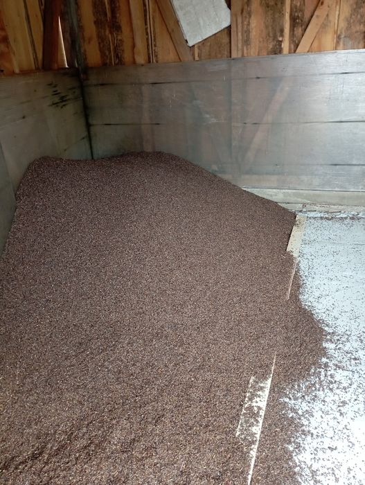 Gryka zbiór 2025 ekologiczna