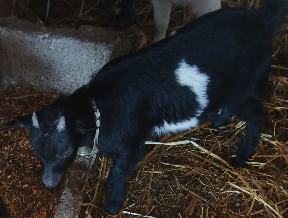 Cabrito anão para venda