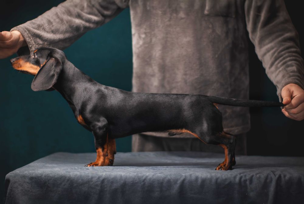 Підрощені такси мініатюрні, КСУ.