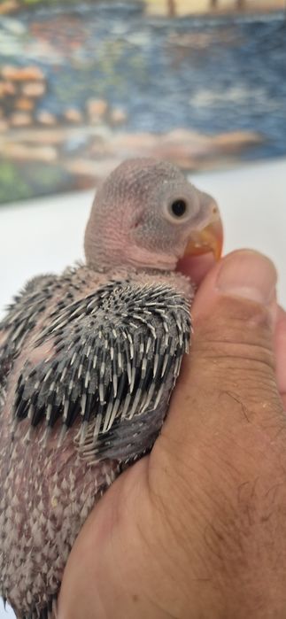 Ring neck azuis e azuis turquesa para  criar a mão
