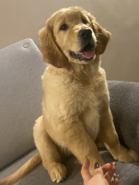 Złota sunia Golden Retriever gotowa do odbioru