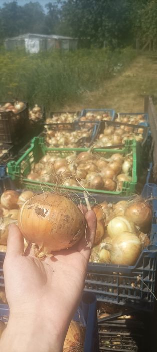 Цибуля ріпчаста (  Радар )