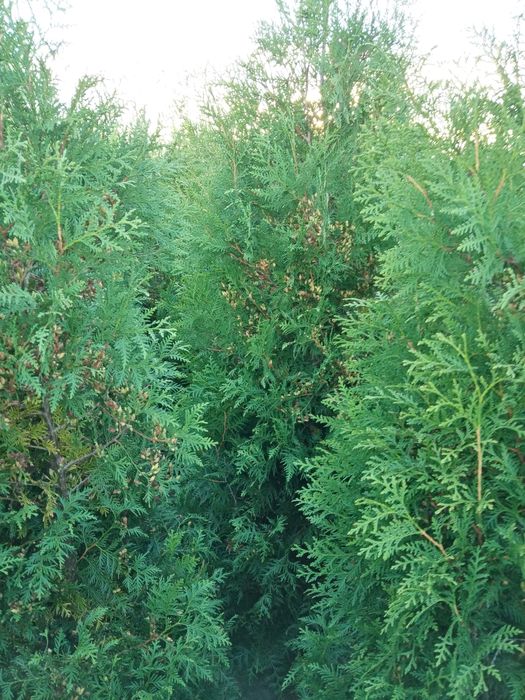 czarna sosna, jałowiec blue arrow, tuja brabant,