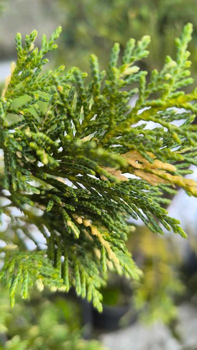Cupressus Leylandii e Cupressus Leylandii Variegata