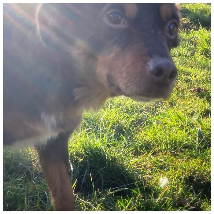 Choko - do adopcji sunia - czekoladowa piękność