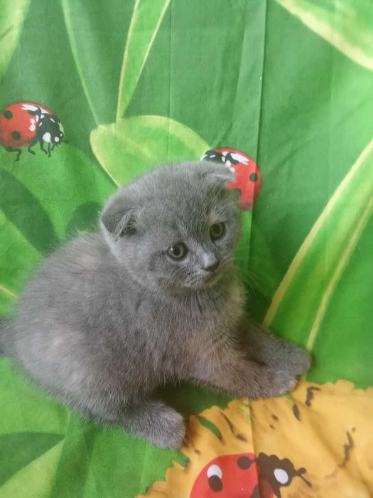 Чистокровные шотландские котята Скоттиш Фолд
