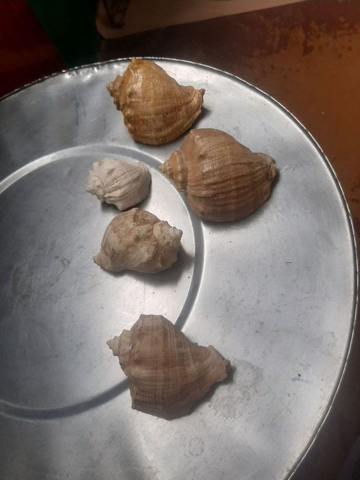 Продам Морские ракушки