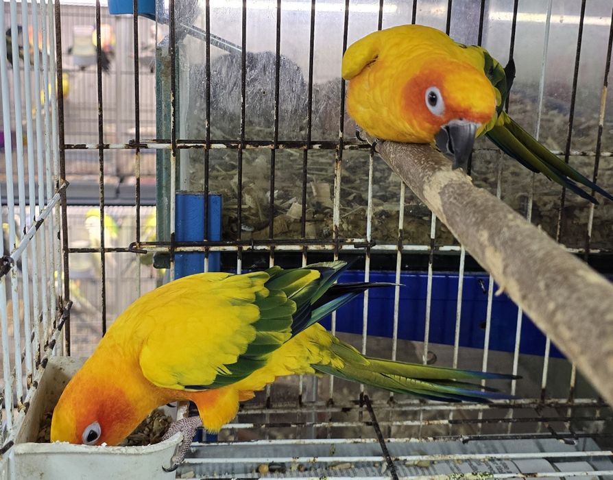 Aratinga Sol muito bonitas