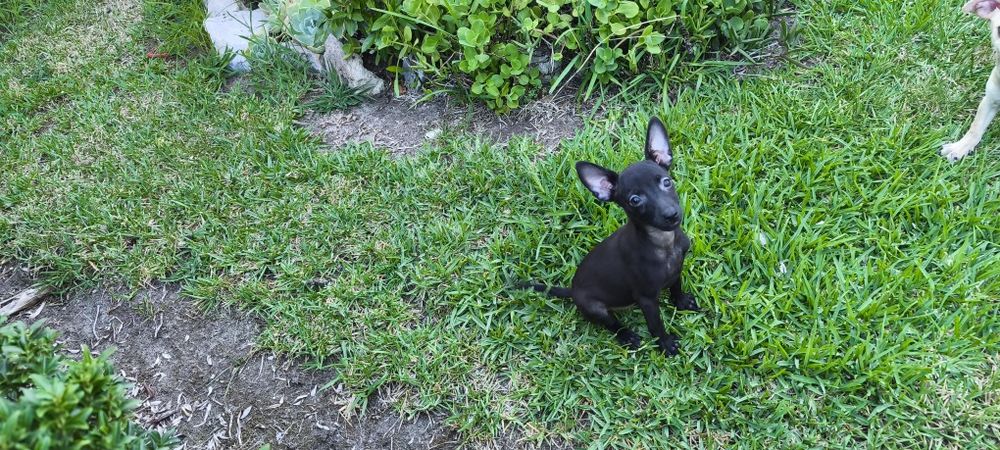 Pinscher pincher miniatura criado em ambiente familiar