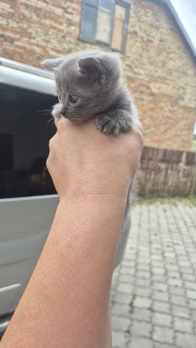 Шотландський висловухий котик киця кошення