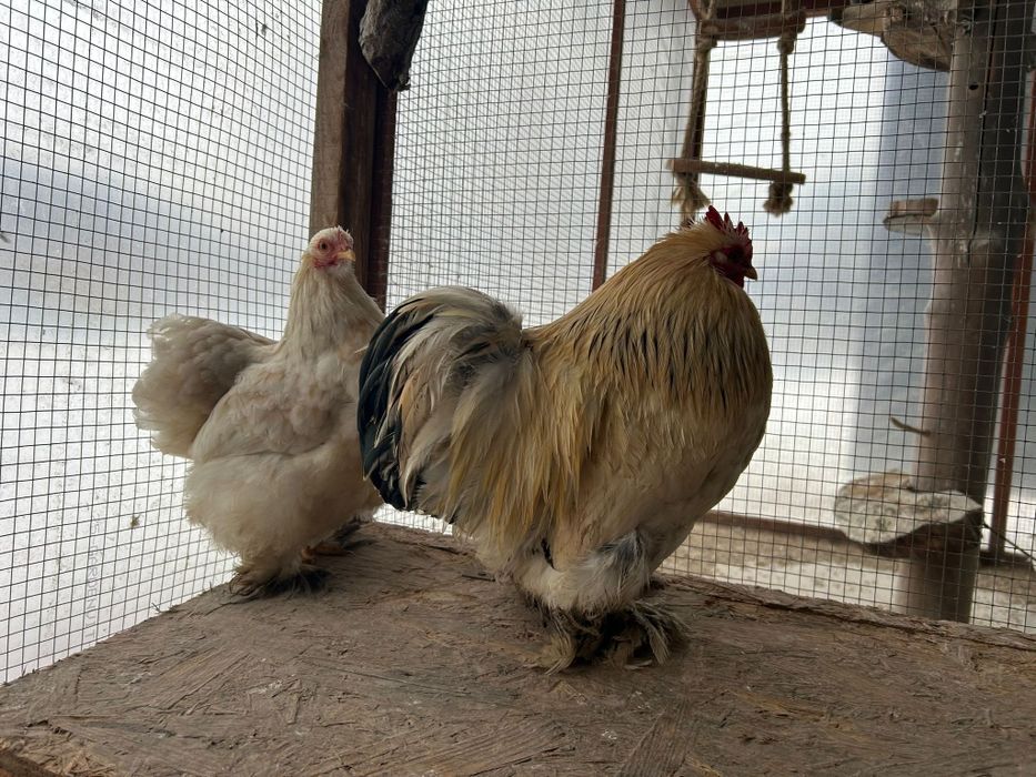 Pary kochin miniaturowy  Piękne Kury 1+1