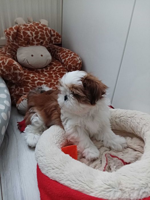 Piękny piesek  z wielopokoleniow rodowodem-zarezerwowane