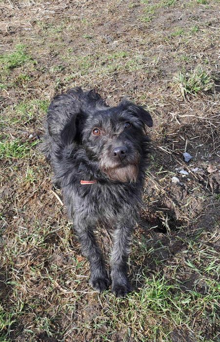 Delikatna, pełna radości, młodziutka Spinka do adopcji